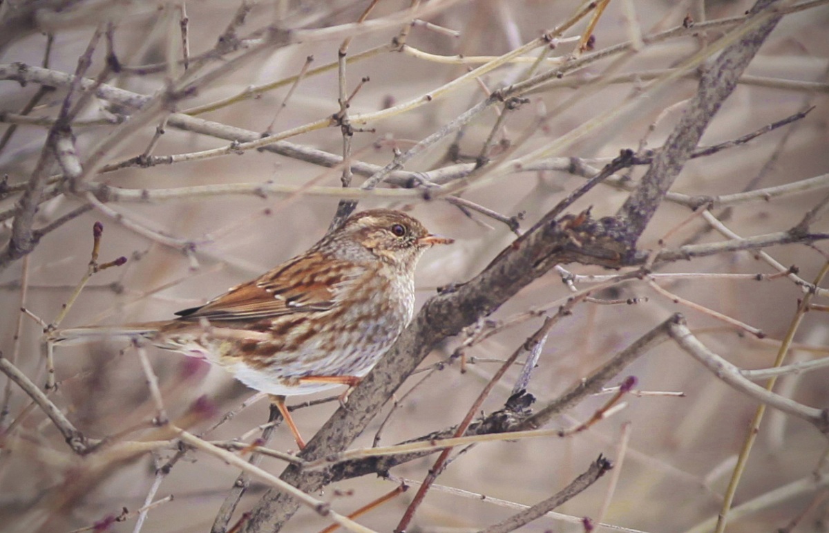 Dunnock