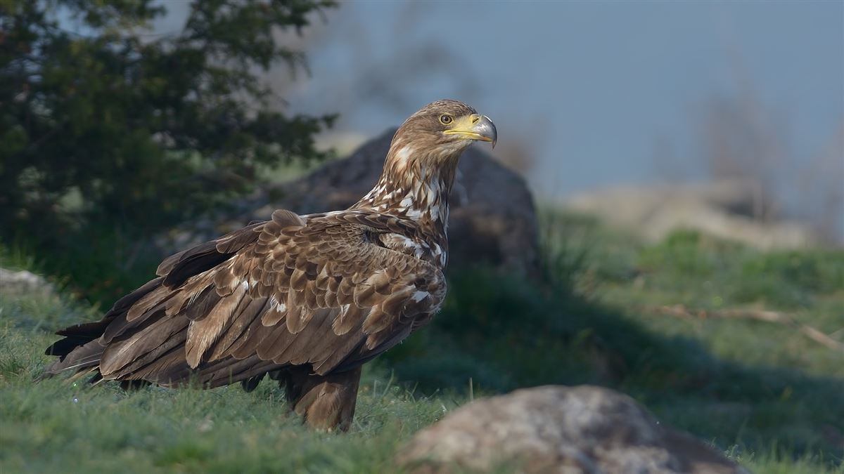 Akkuyruklu Kartal