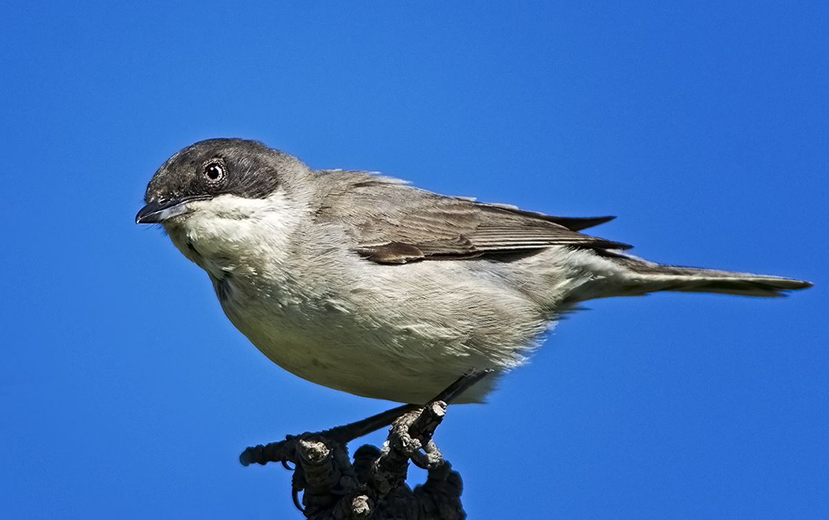 Eastern Orphean Warbler