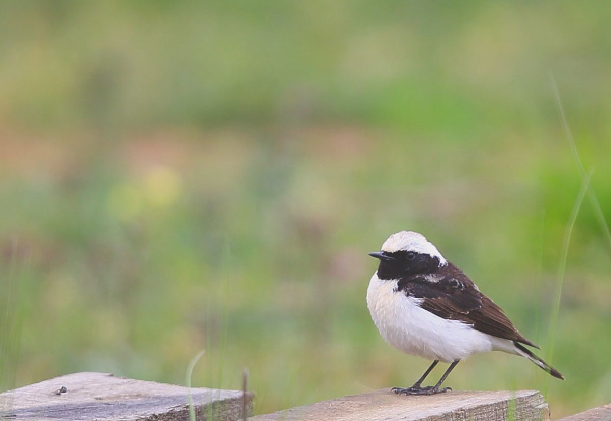 Pied Wheatear