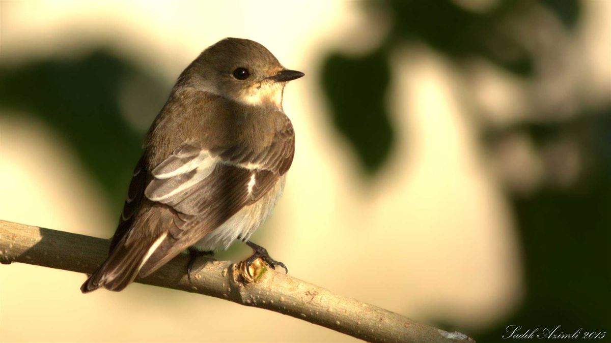 European Pied Flycatcher