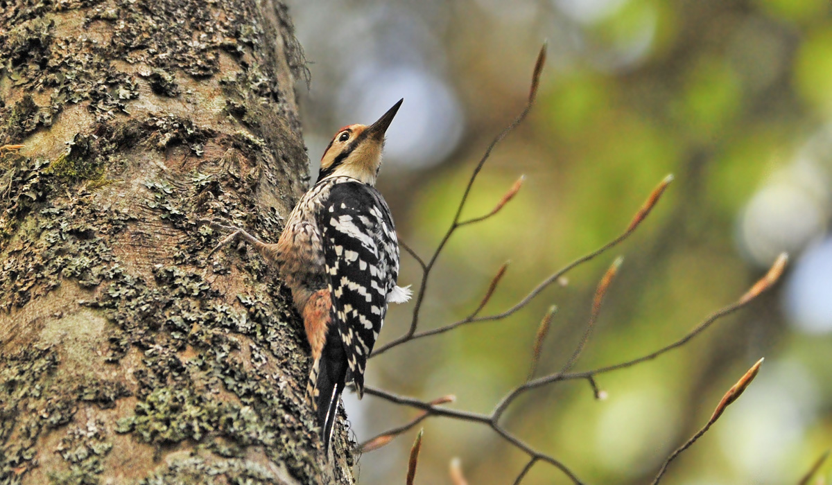 White-backed Woodpecker
