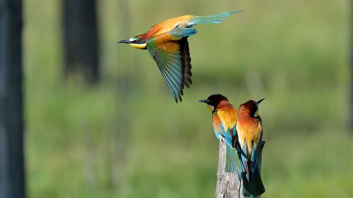 European Bee-eater