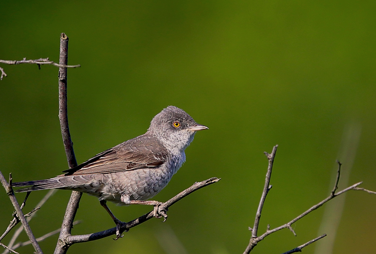 Barred Warbler