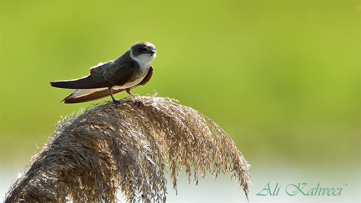 Sand Martin