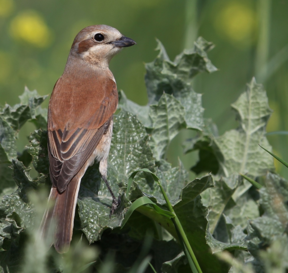 Red-backed Shrike