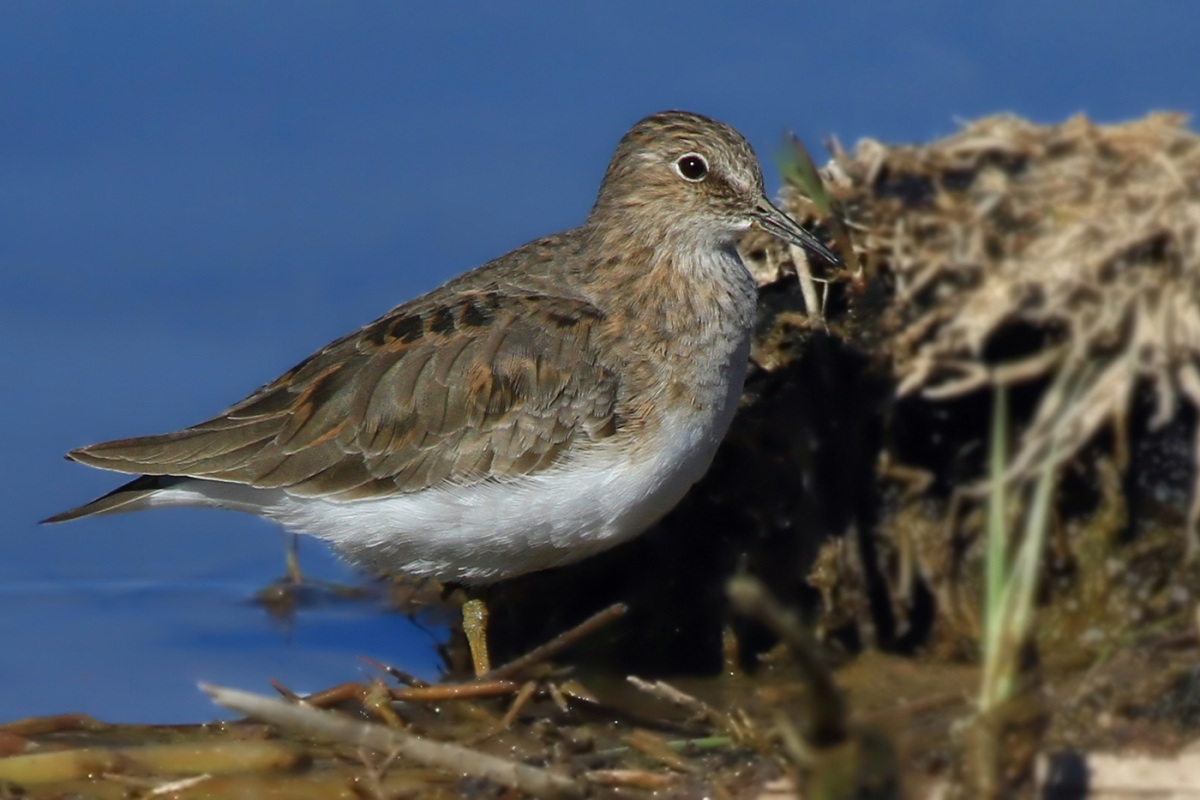 Temminck`s Stint