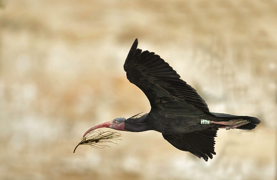 Northern Bald Ibis