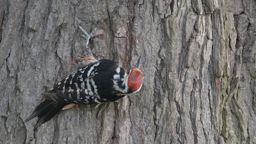 White-backed Woodpecker