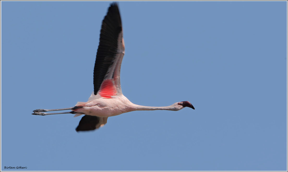 Küçük Flamingo