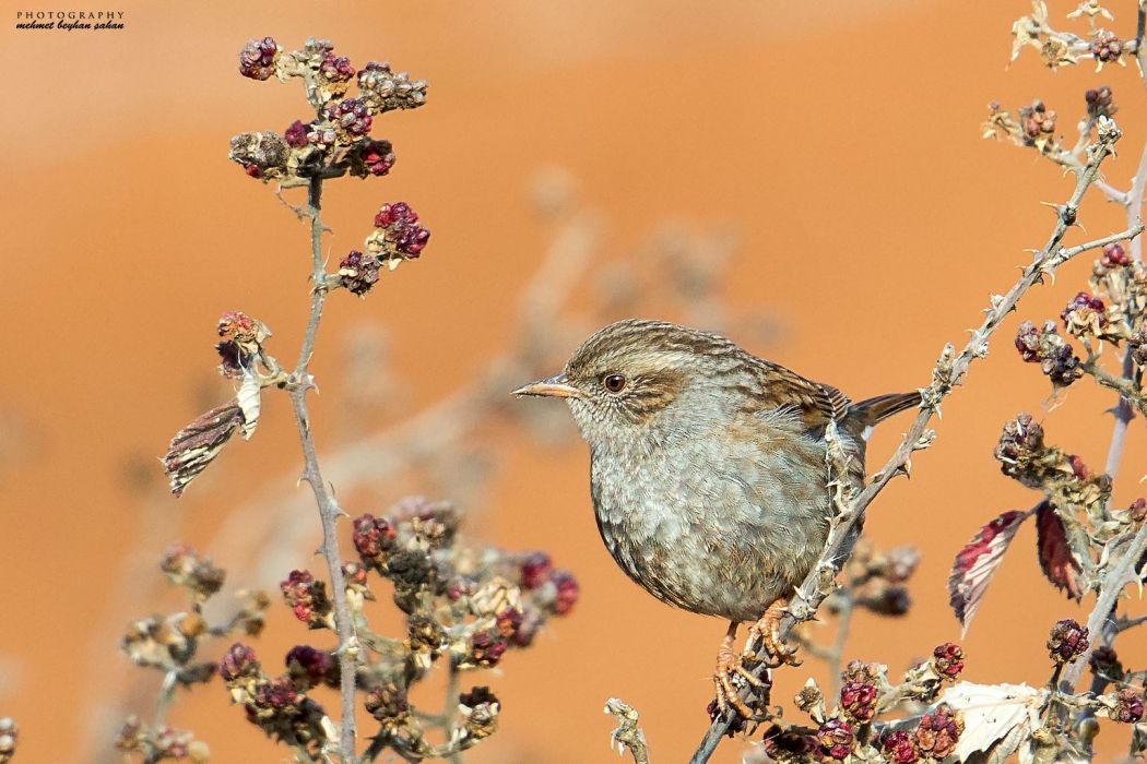 Dunnock
