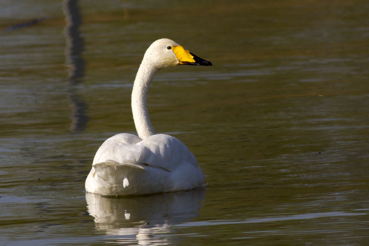 Whooper Swan