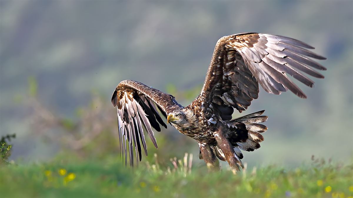 Akkuyruklu Kartal