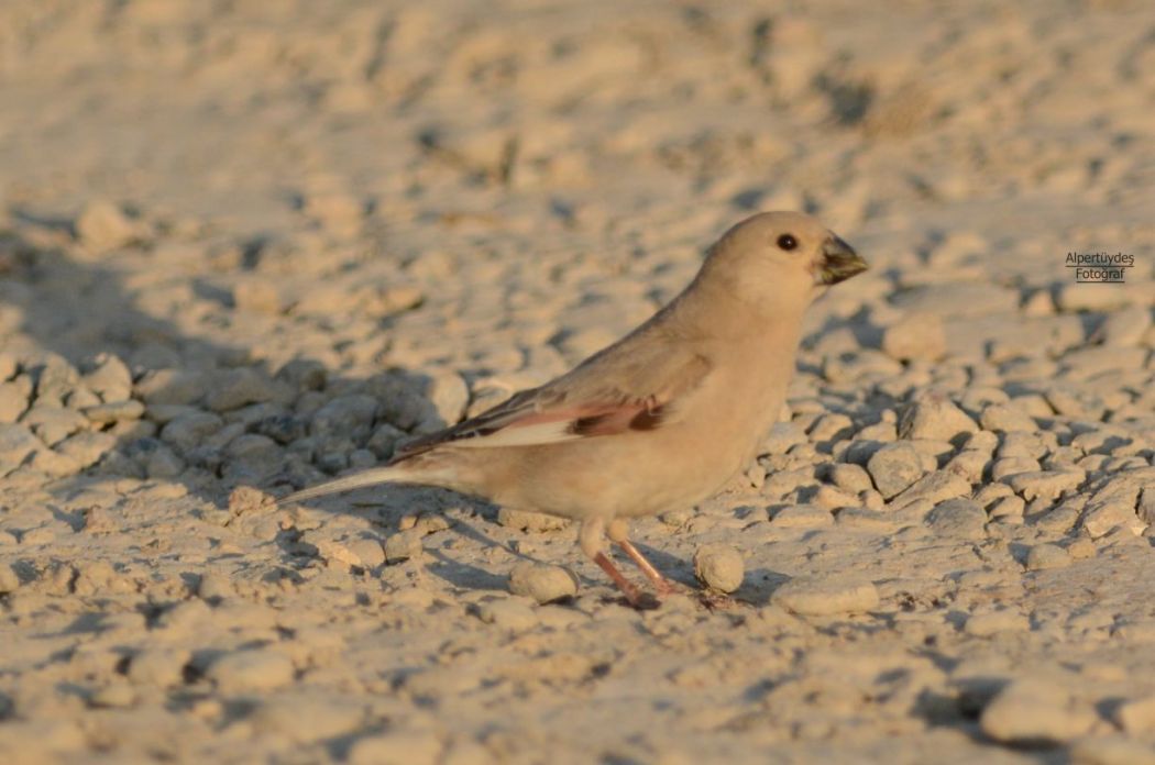 Desert Finch