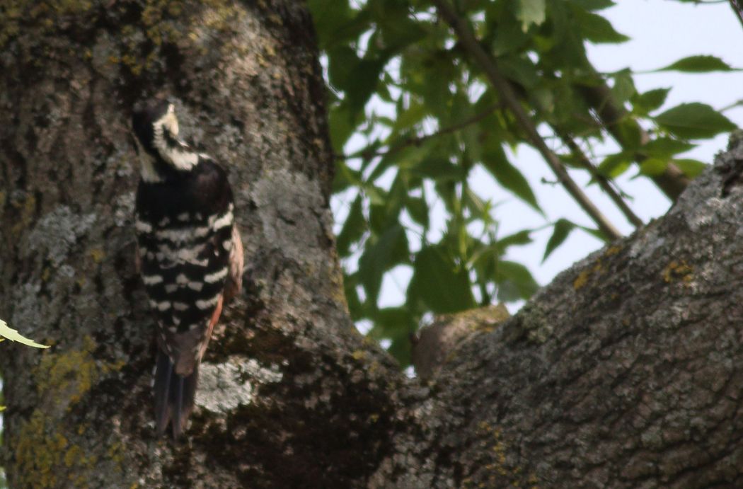 White-backed Woodpecker