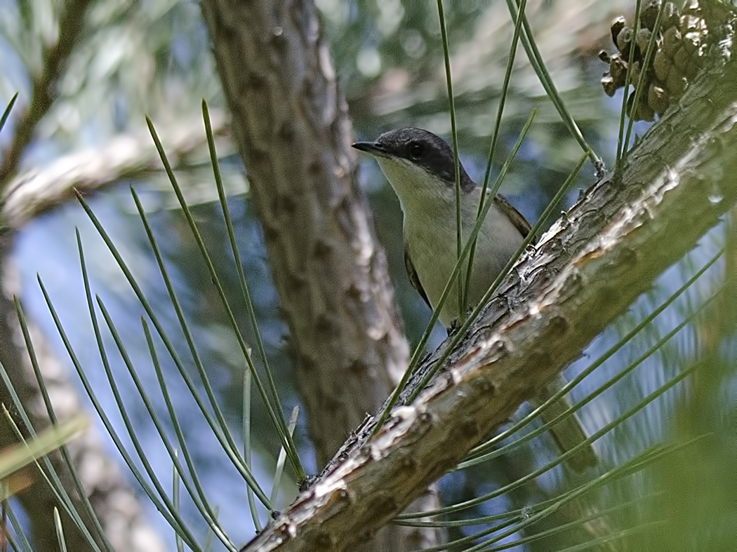 Eastern Orphean Warbler