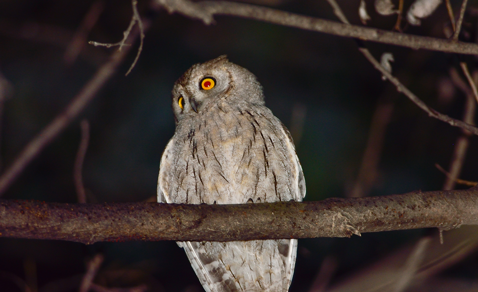 Pallid Scops Owl