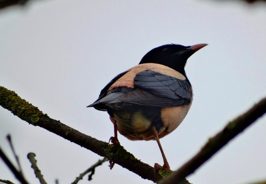 Rosy Starling