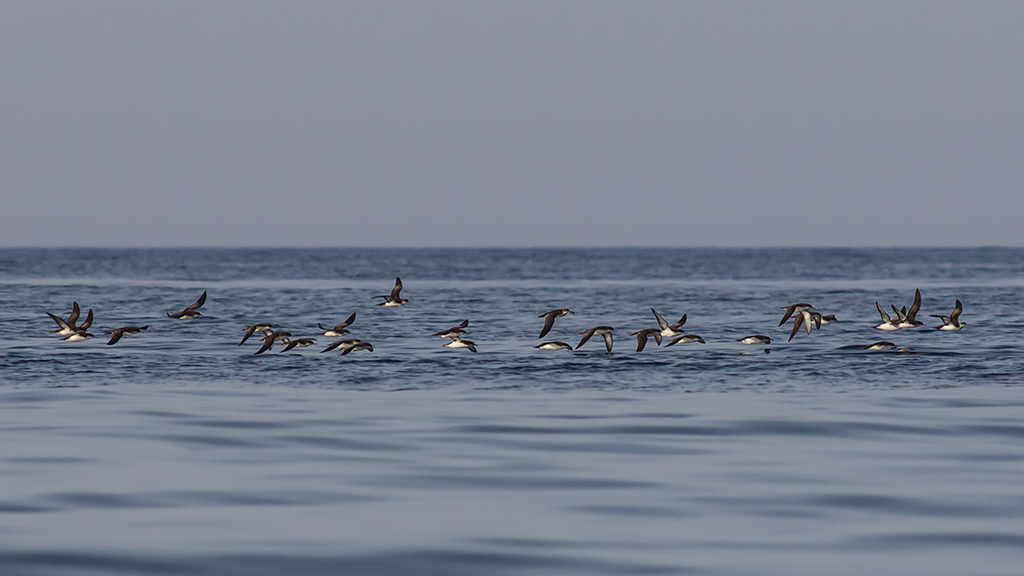Yelkouan Shearwater