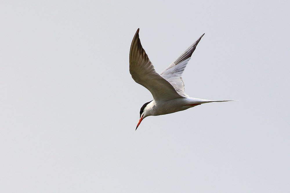 Common Tern