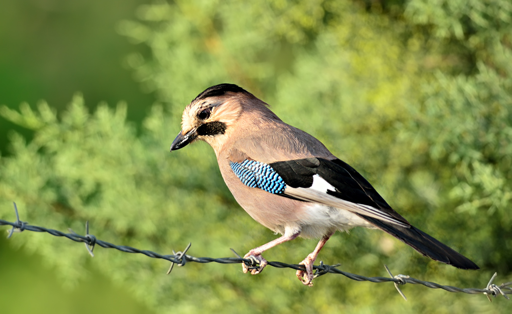 Eurasian Jay