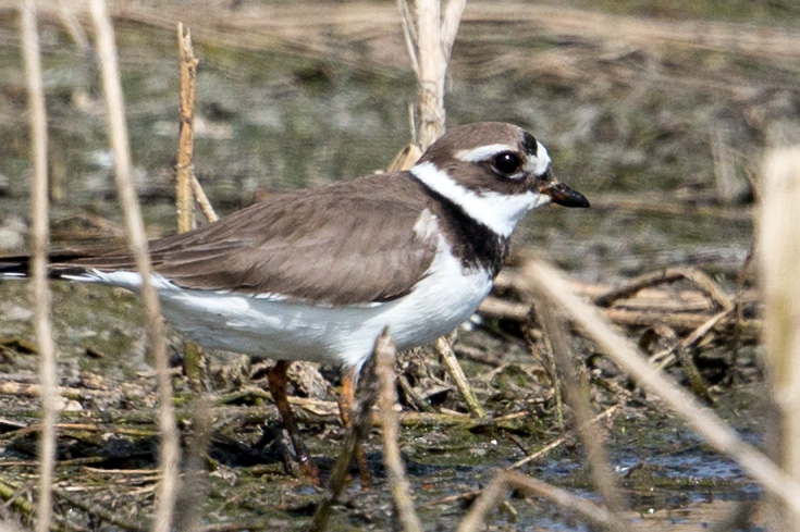 Common Ringed Plover