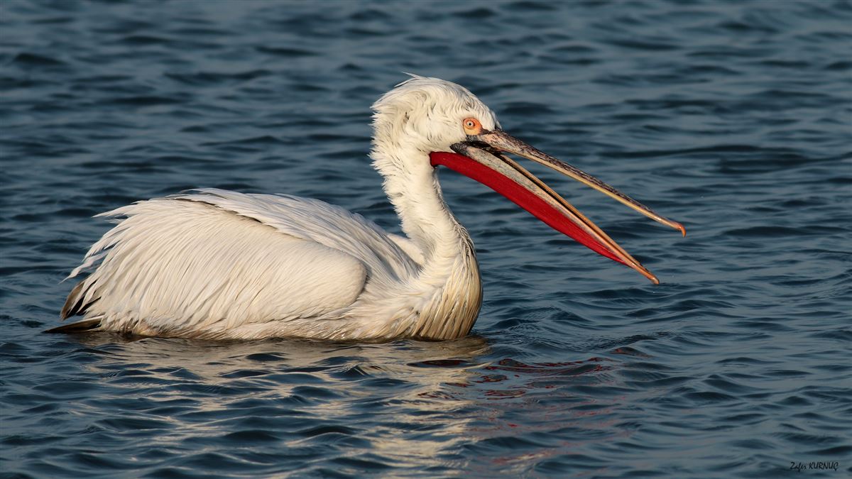 Dalmatian Pelican