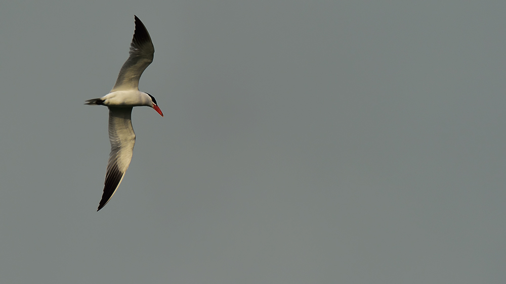 Caspian Tern