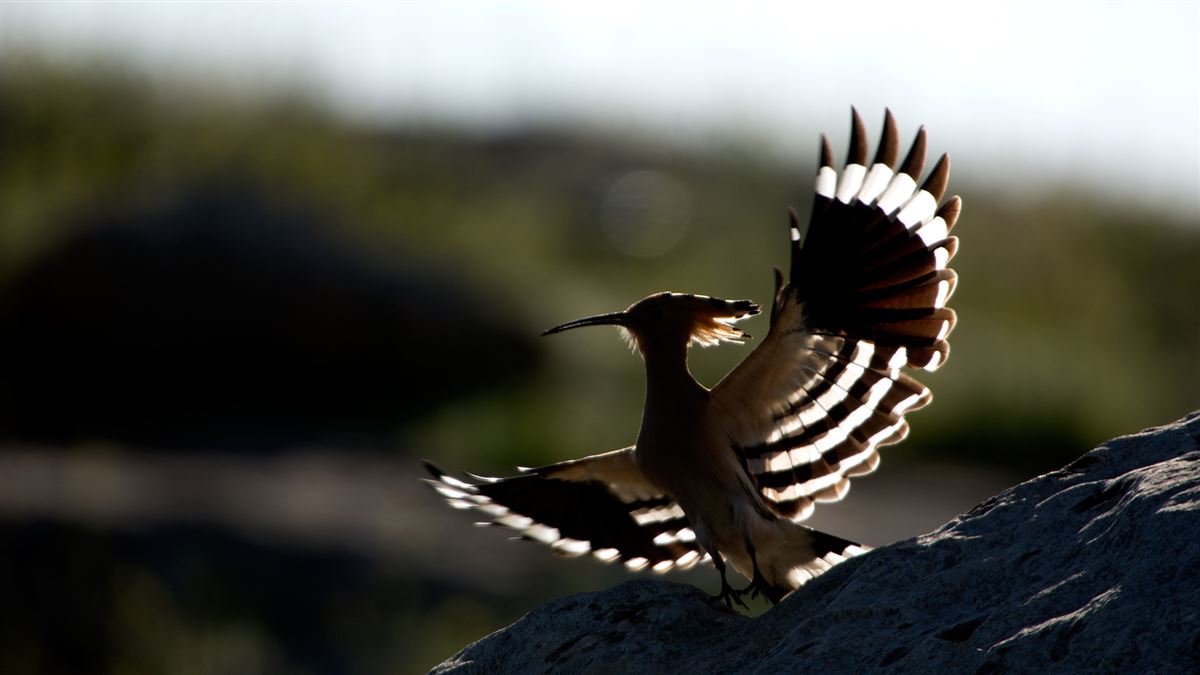 Eurasian Hoopoe