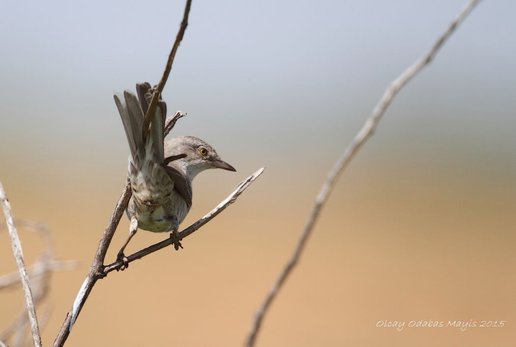 Barred Warbler