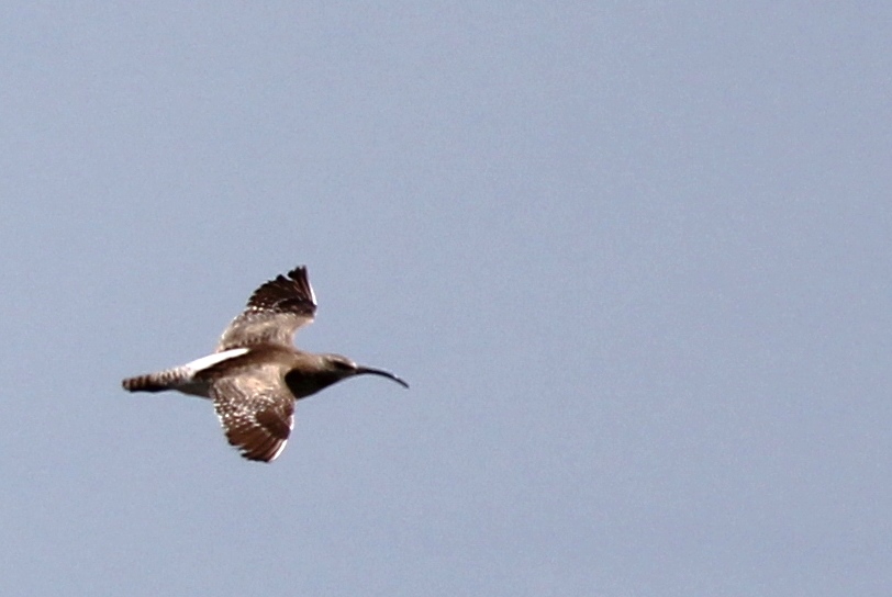 Eurasian Whimbrel