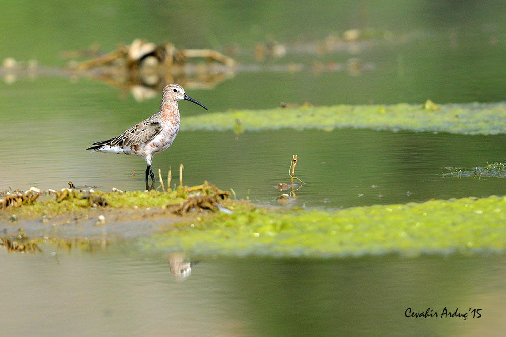 Curlew Sandpiper