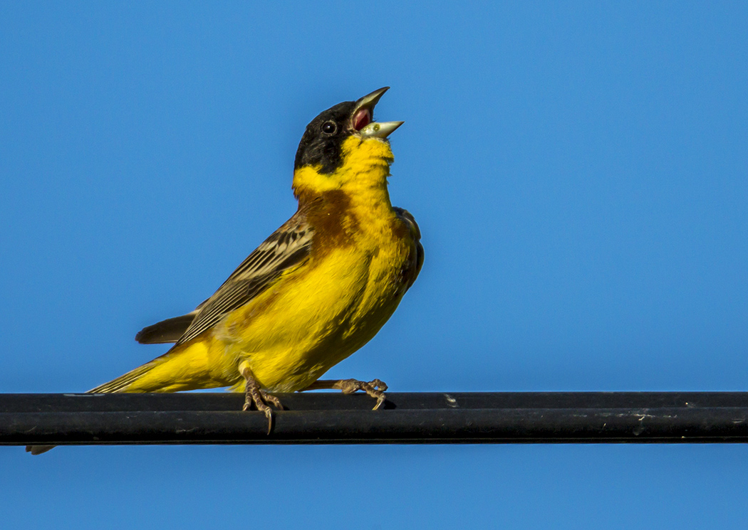 Black-headed Bunting