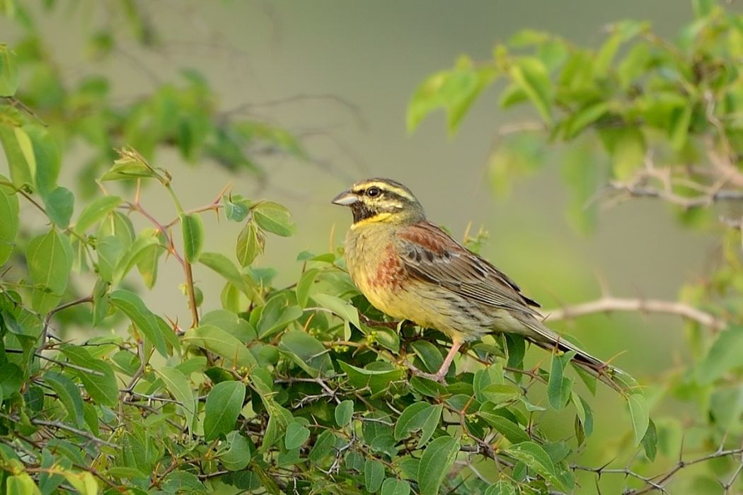 Cirl Bunting