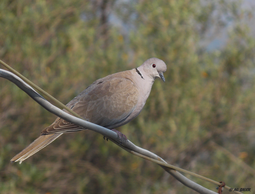 Eurasian Collared Dove