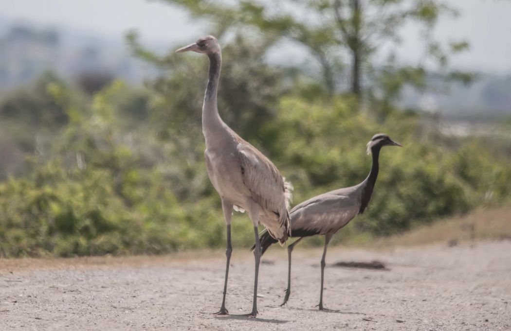 Demoiselle Crane