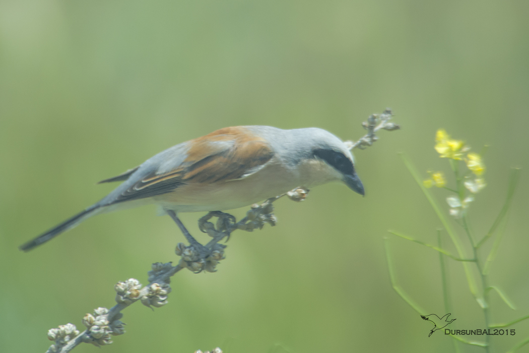 Red-backed Shrike