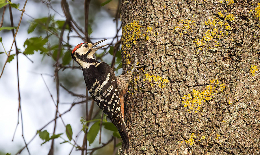 White-backed Woodpecker