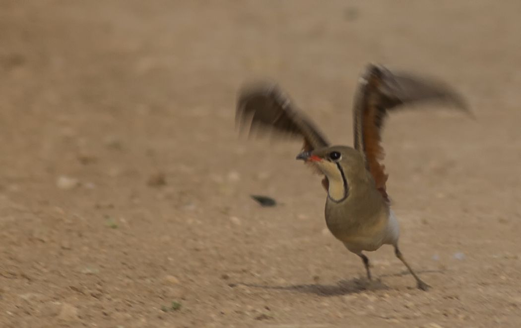 Collared Pratincole