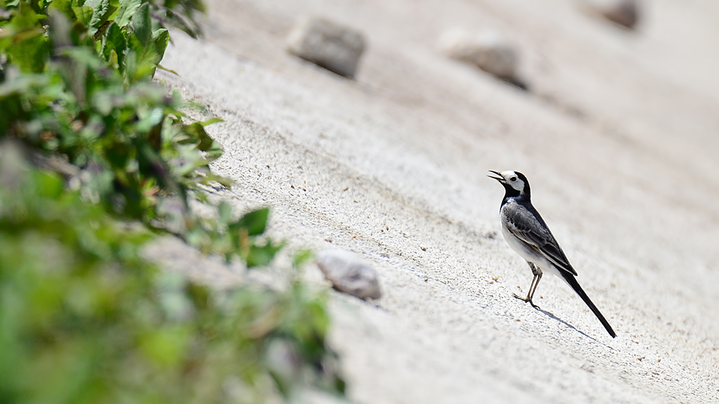 White Wagtail