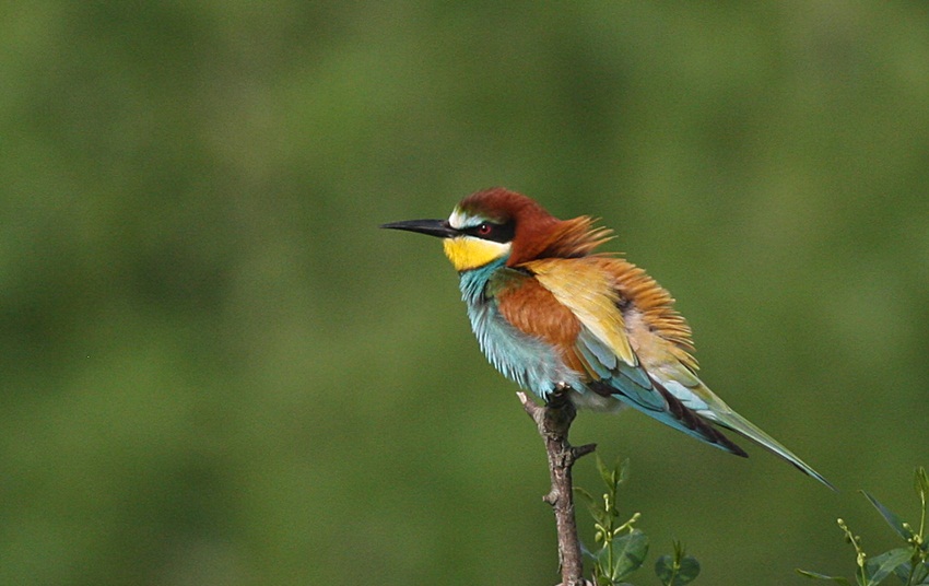 European Bee-eater