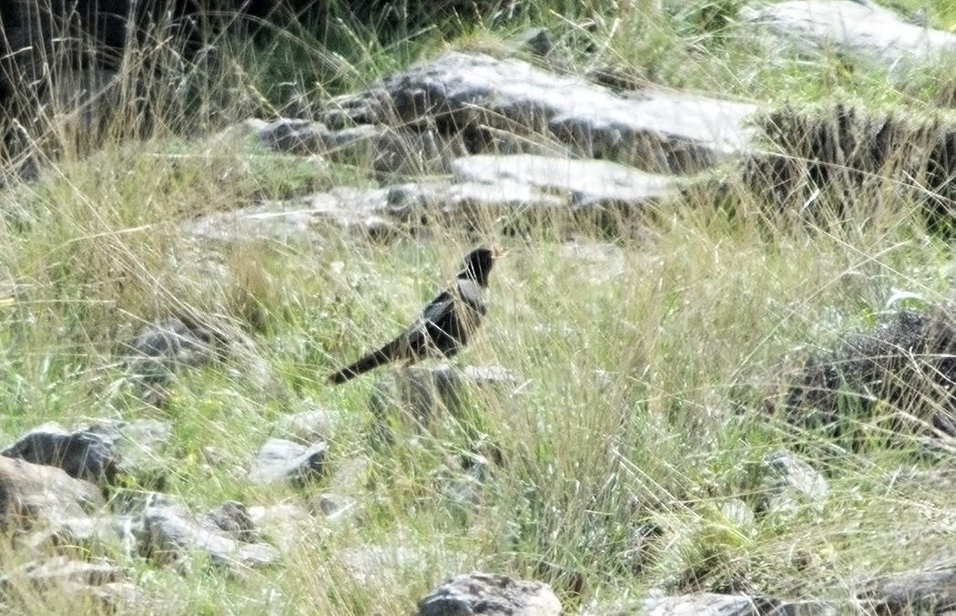 Boğmaklı Ardıç