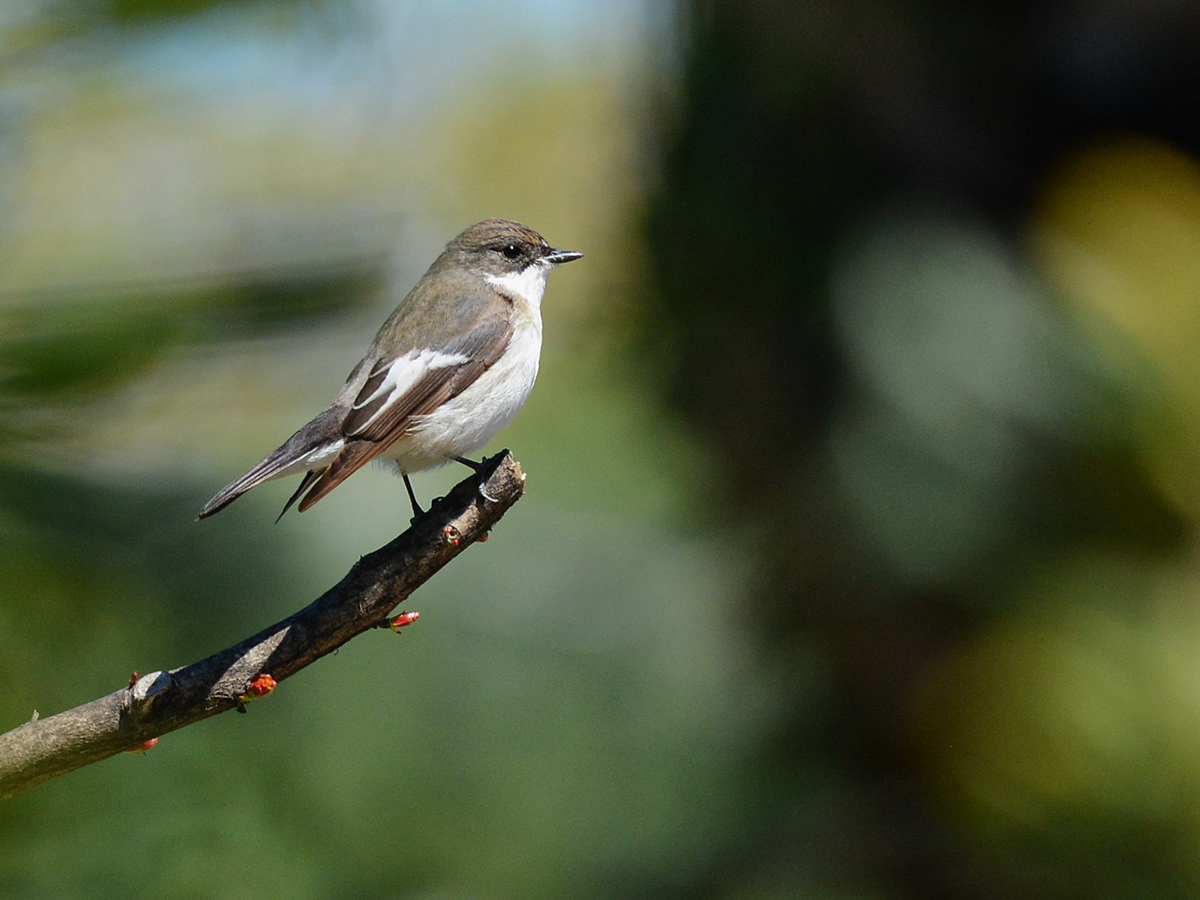 European Pied Flycatcher
