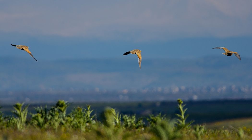 Black-bellied Sandgrouse