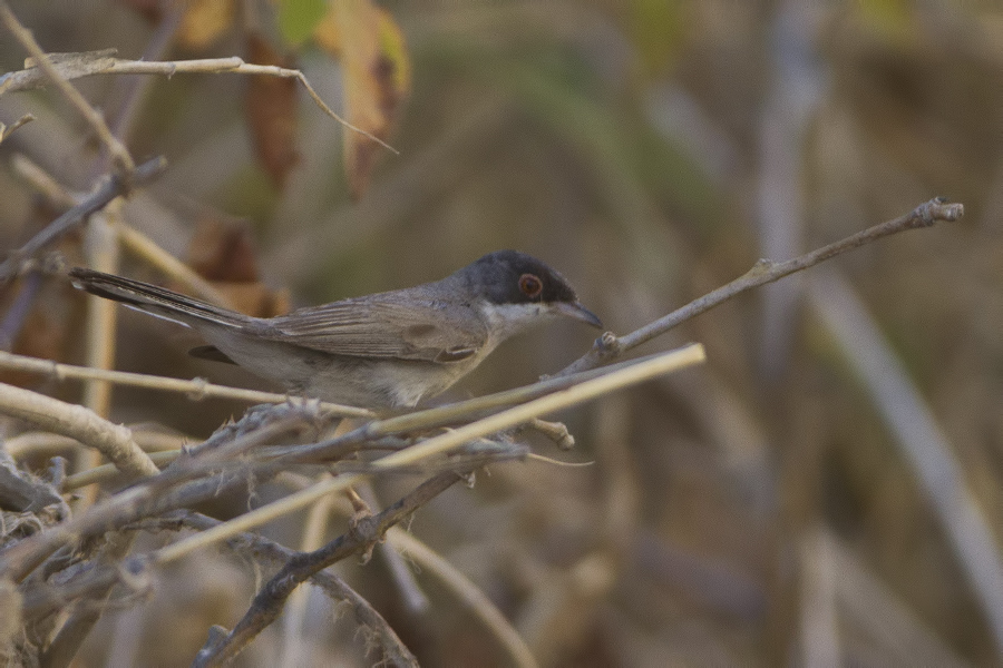Menetries`s Warbler