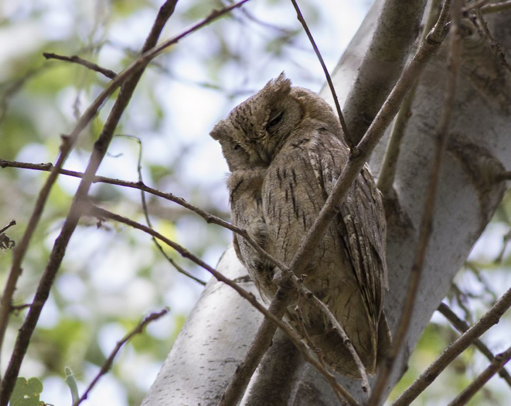 Pallid Scops Owl
