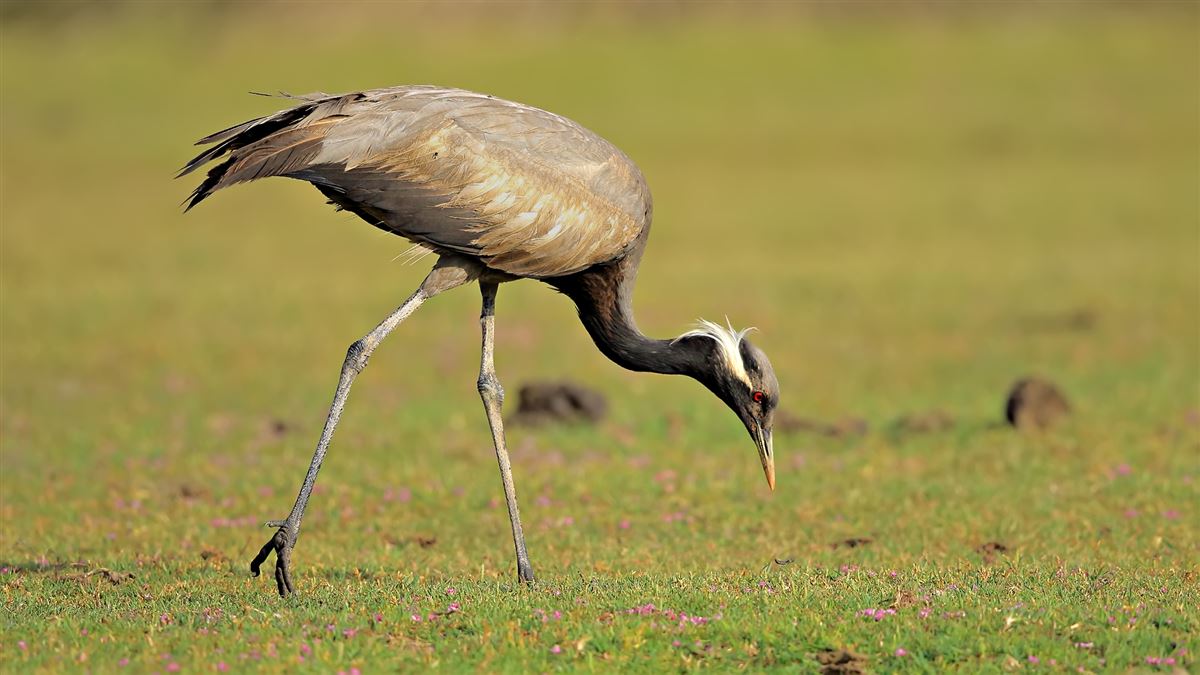Demoiselle Crane
