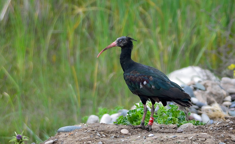 Northern Bald Ibis