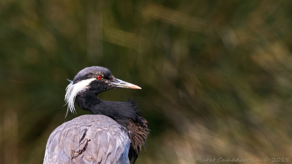 Demoiselle Crane