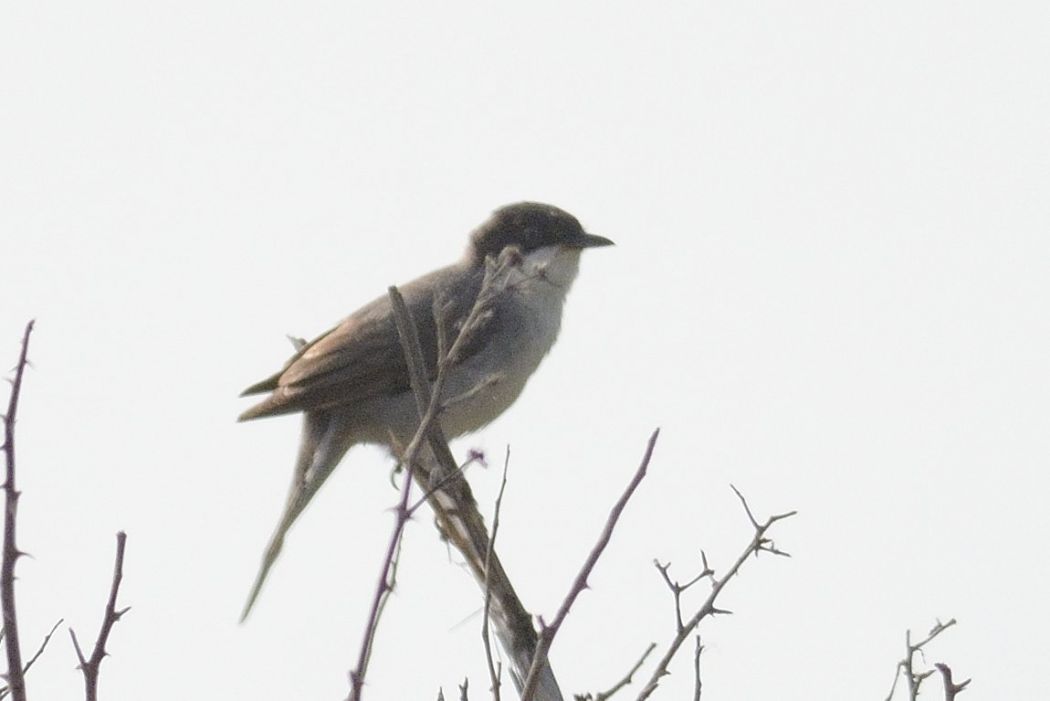 Eastern Orphean Warbler